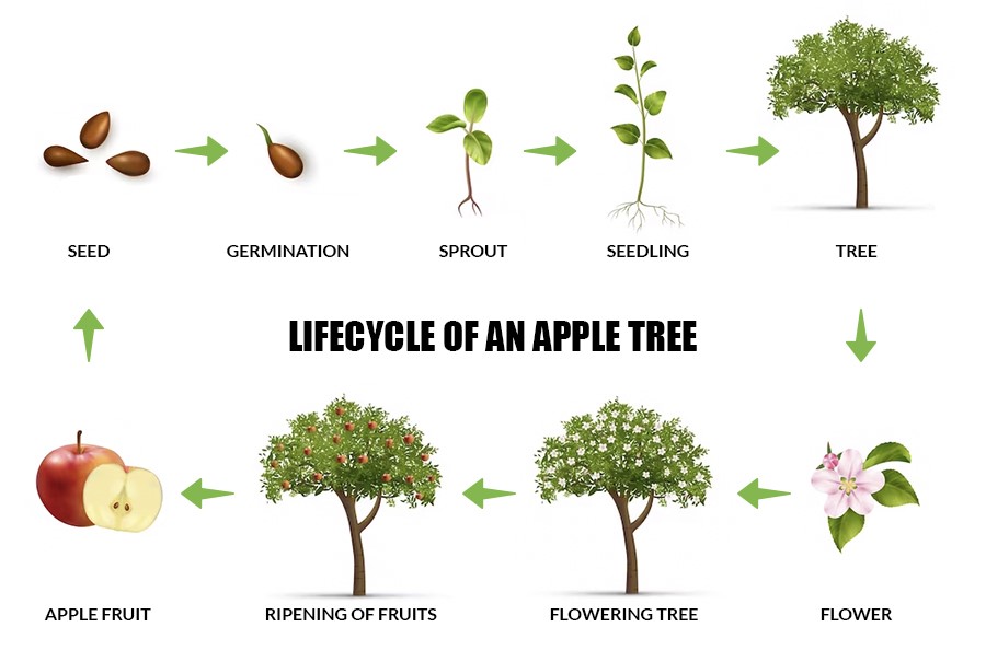 apple tree growth stages