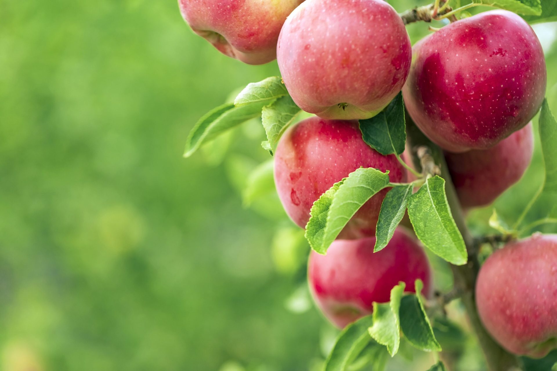 Apples on tree - apple tree growing guide