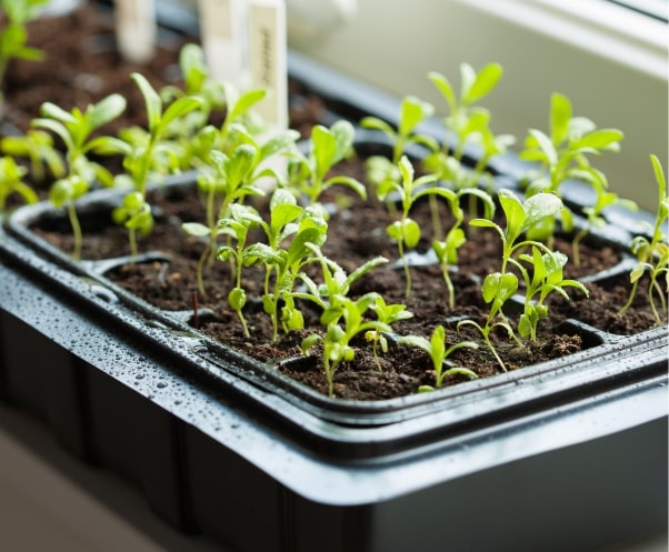 Seed starting supplies - Homegrown Outlet