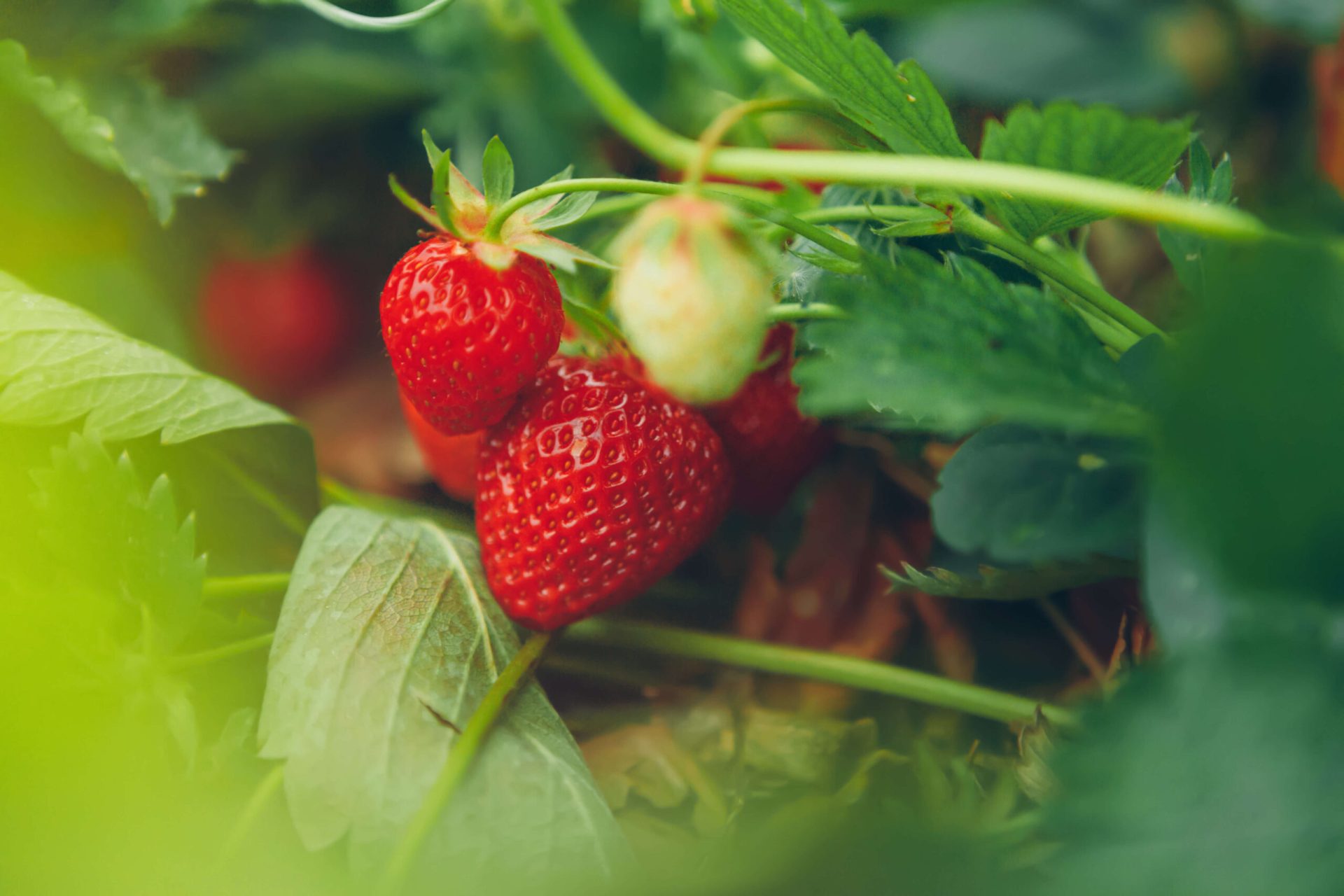 Strawberries on vine - strawberry growing guide