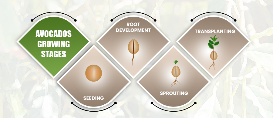 avocado seed growing stages