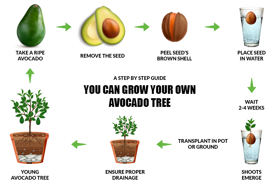avocado-tree-growth-cycle