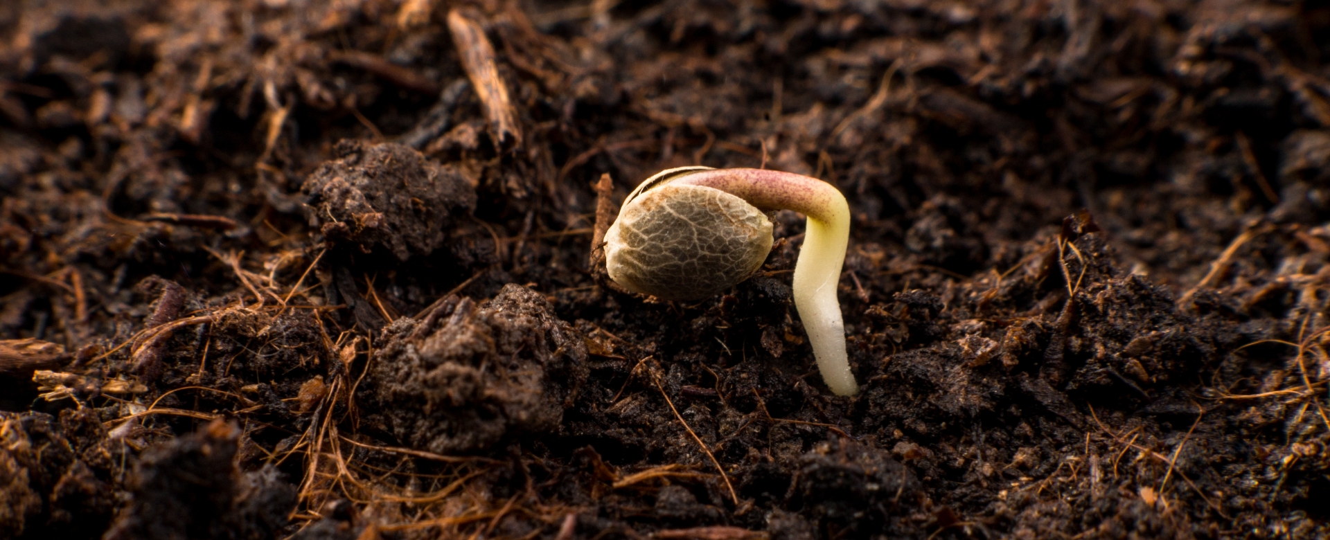 cannabis seeds not germinating