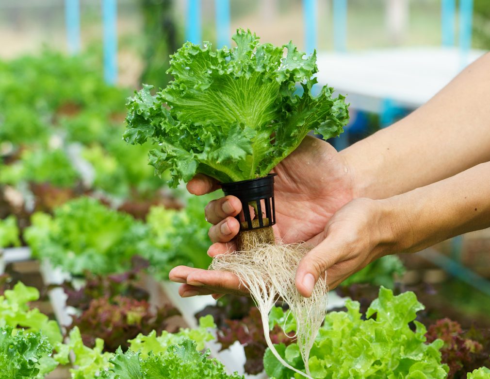 6 Ways for Successful Hydroponic Gardening