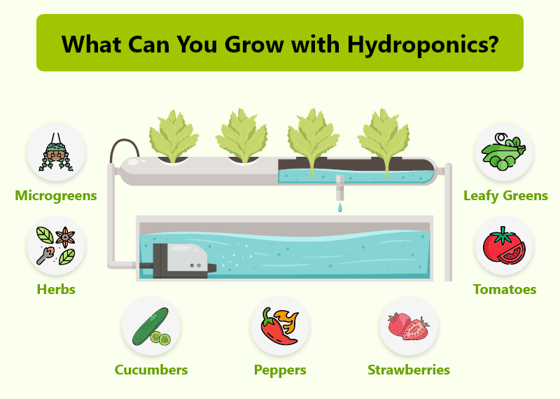 best plants to grow hydroponically