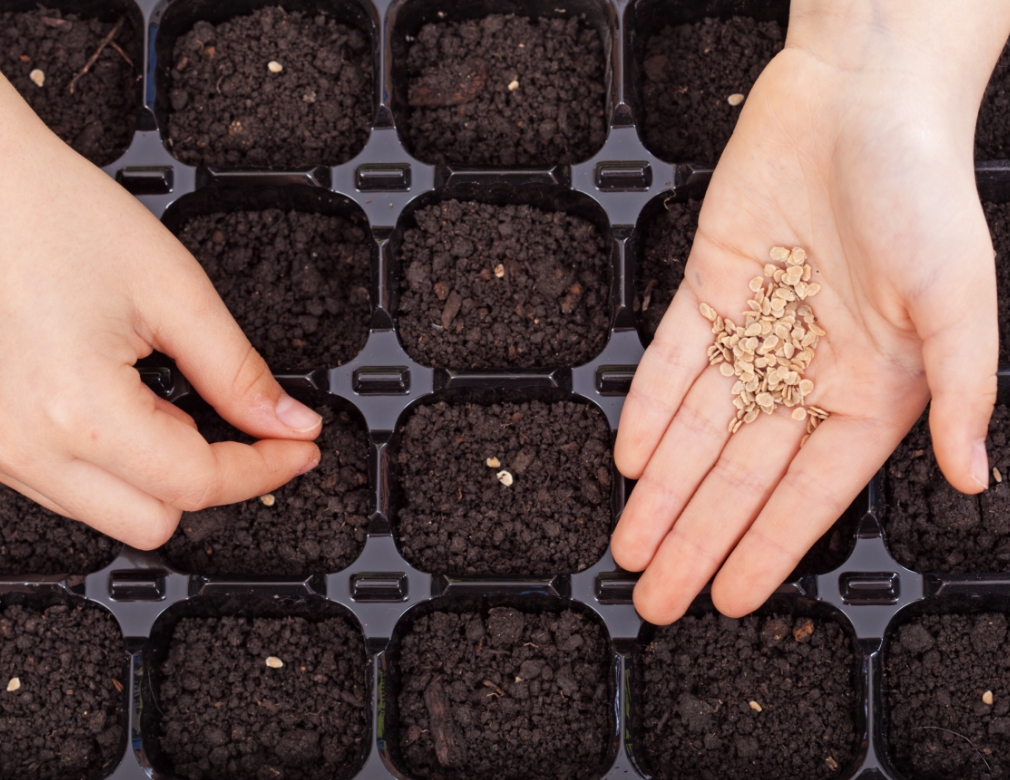 How Many Seeds Are Required to Grow a Plant?