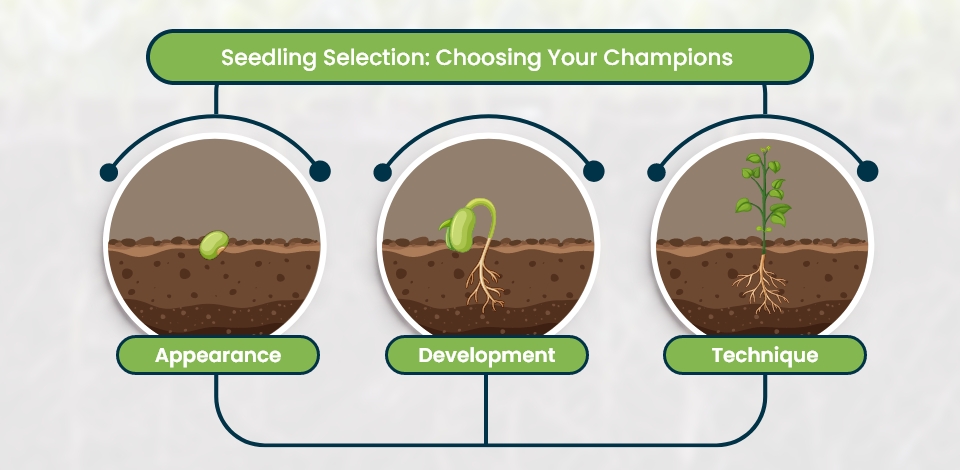 Select seedling