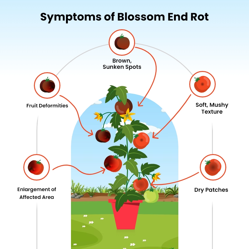 Symptoms of Tomatoes Blossom End Rot