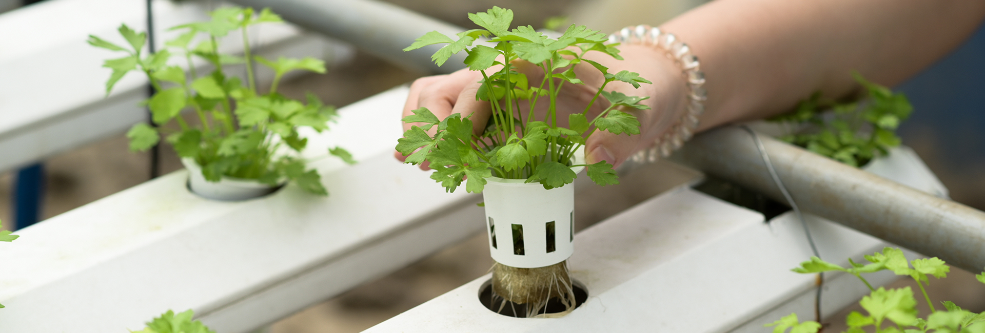 Cilantro growing hydroponically - hydroponic growing guide