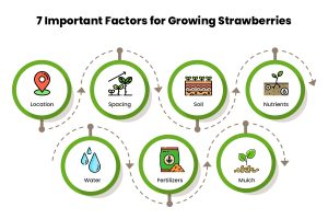 7-Important-Factors-for-Growing-Strawberries