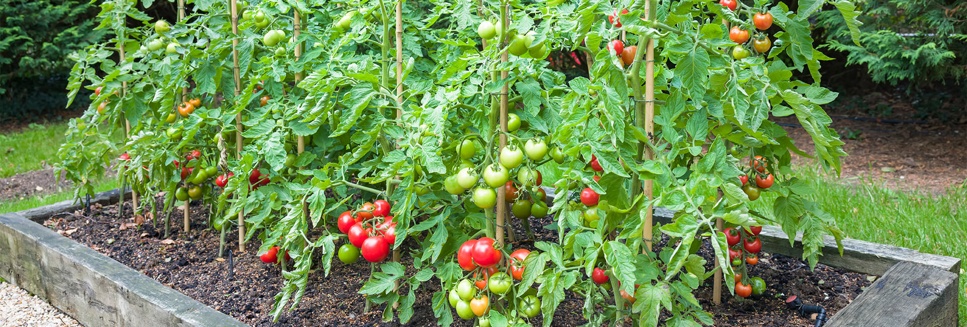 Tomato with companion plant - companion plants to try