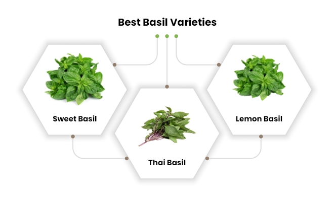 basil varieties