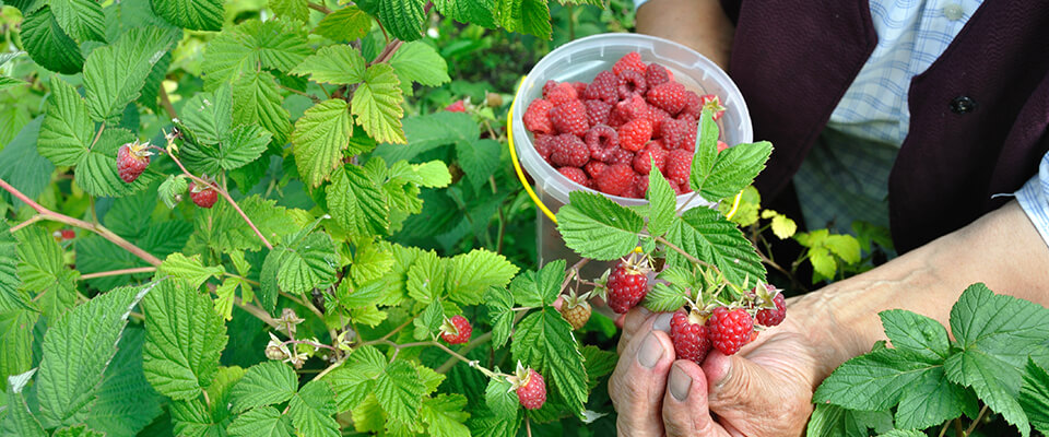 Raspberries in containers tips