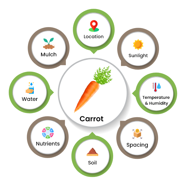 how carrots grow