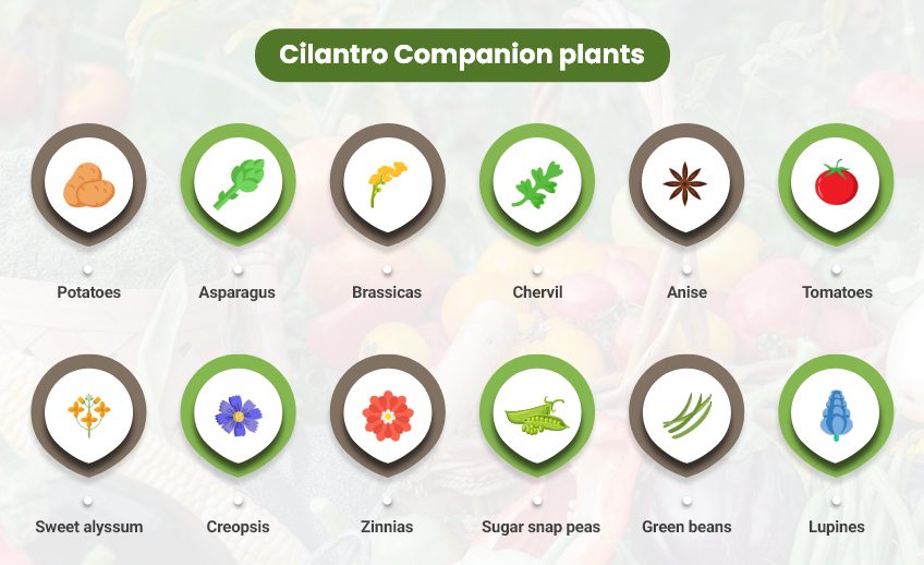 cilantro companion plants