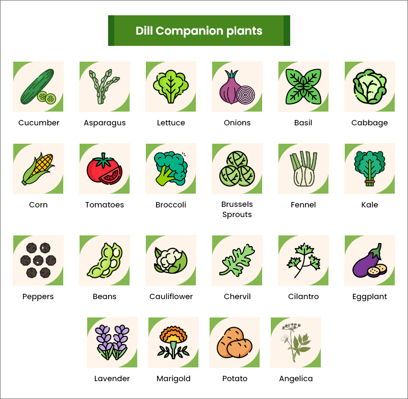 dill companion plants