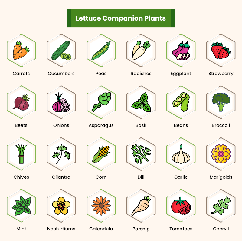 lettuce companion plants