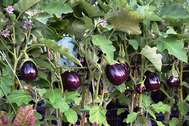 eggplants growing on trellis
