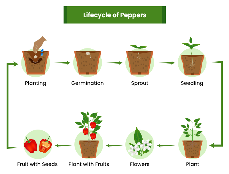 pepper growing stages