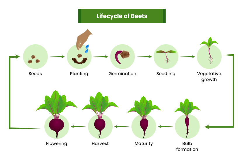 beets growing stages