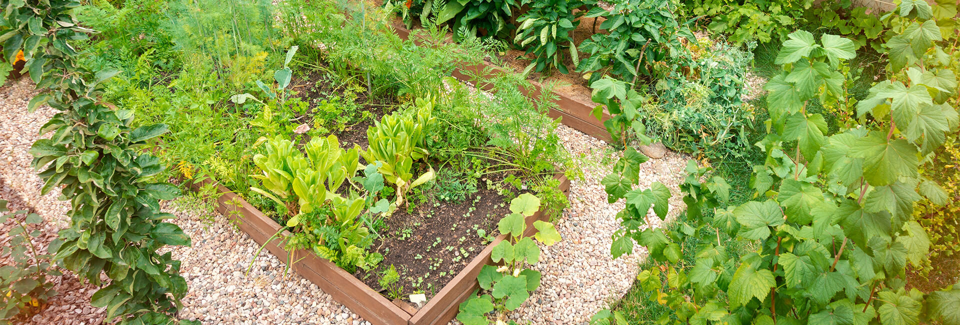 Raised garden bed made from wood