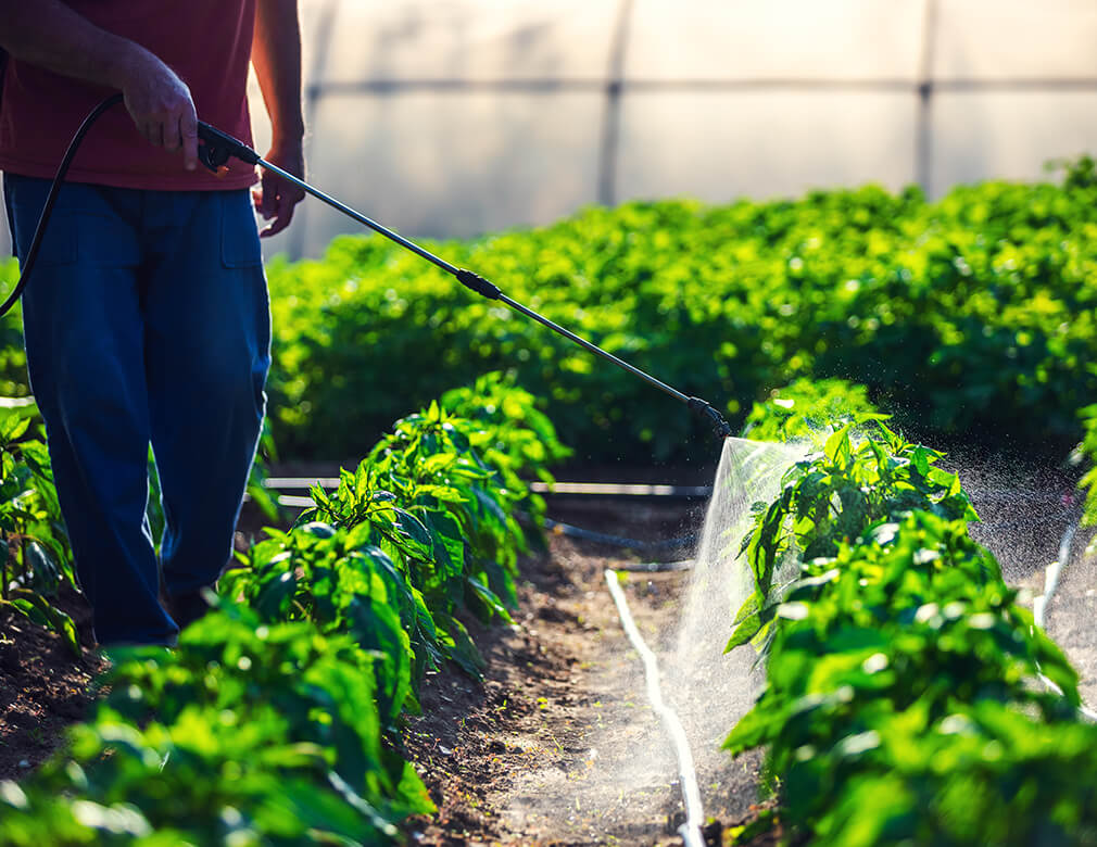 Man spraying plants - organic pesticide tips