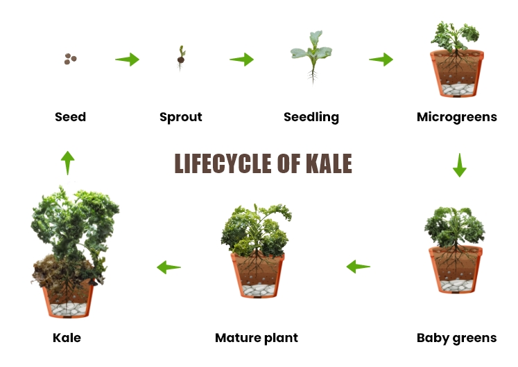 kale growing stages