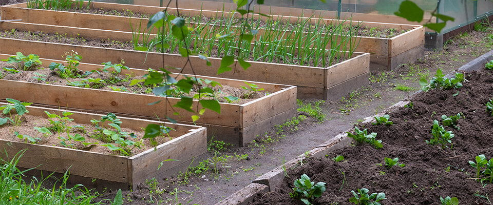 Raised bed garden - use pressure treated wood?