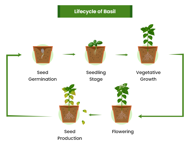 basil growing stages