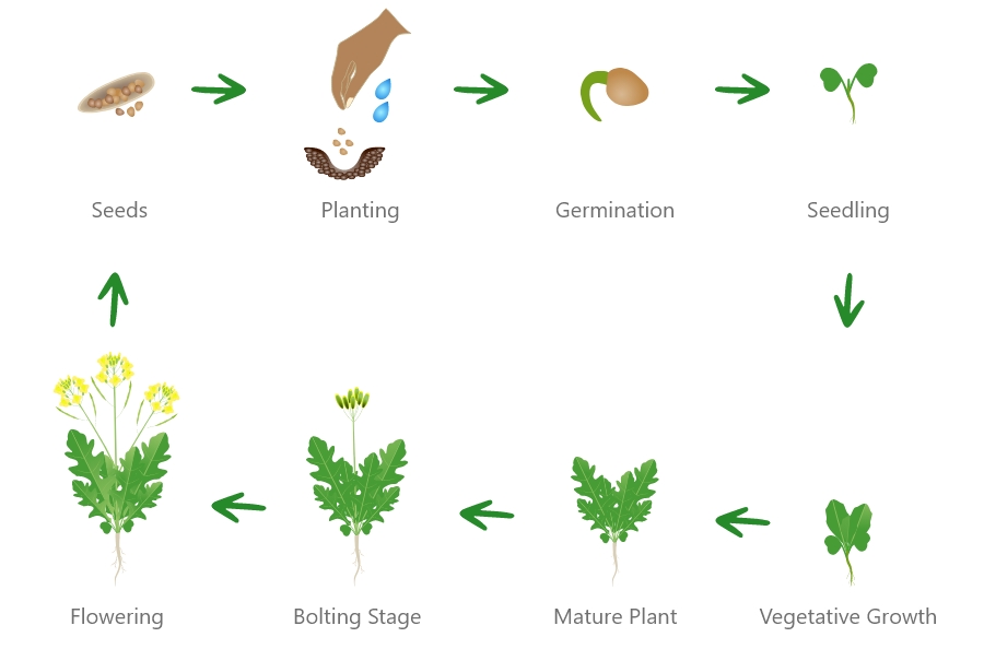 arugula growing stages