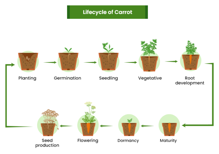 Carrots Growing Guide Care Harvest Homegrown Outlet 0112