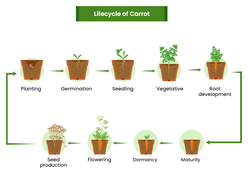  growing stages of carrots
