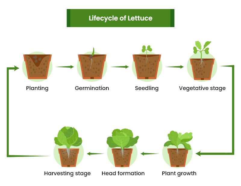 lettuce growth stages