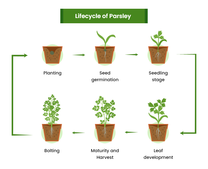 Parsley growing stages