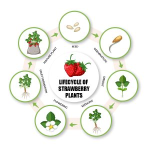  Lifecycle-of-Strawberry-Plants