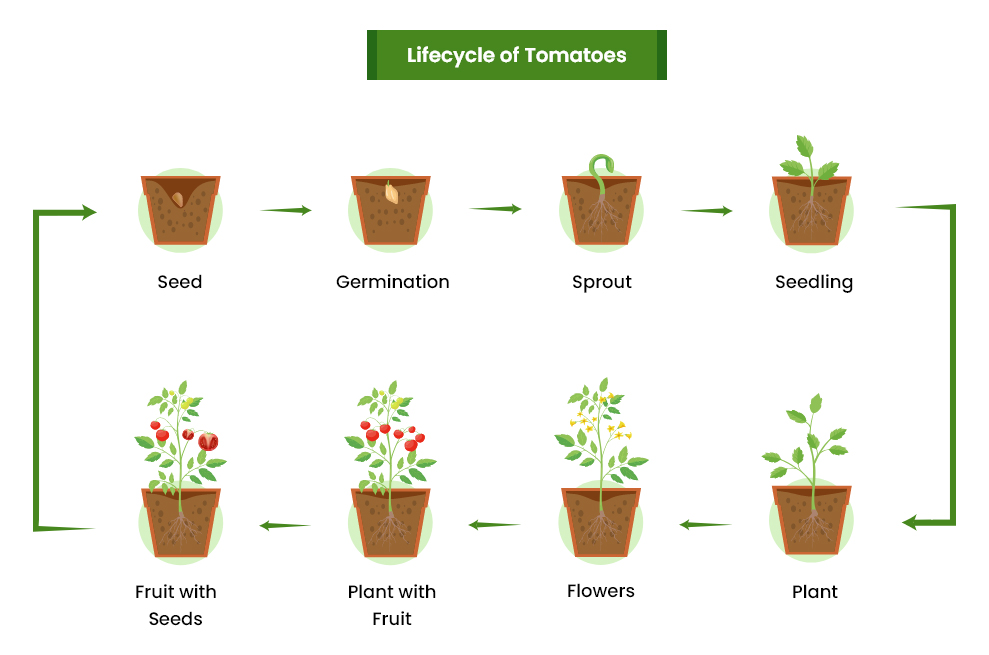 stages of growing tomatoes