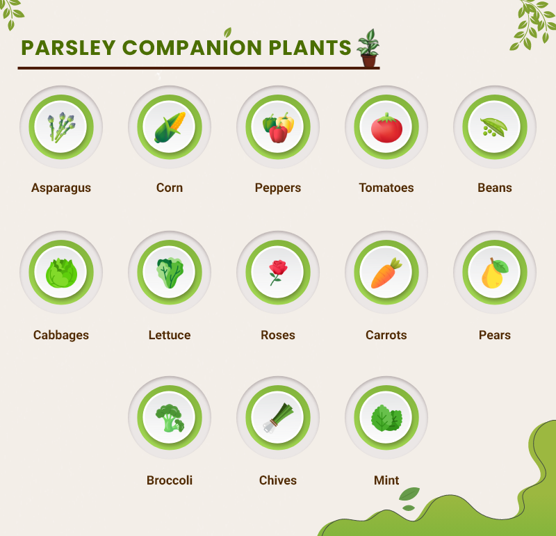 Parsley companion plants