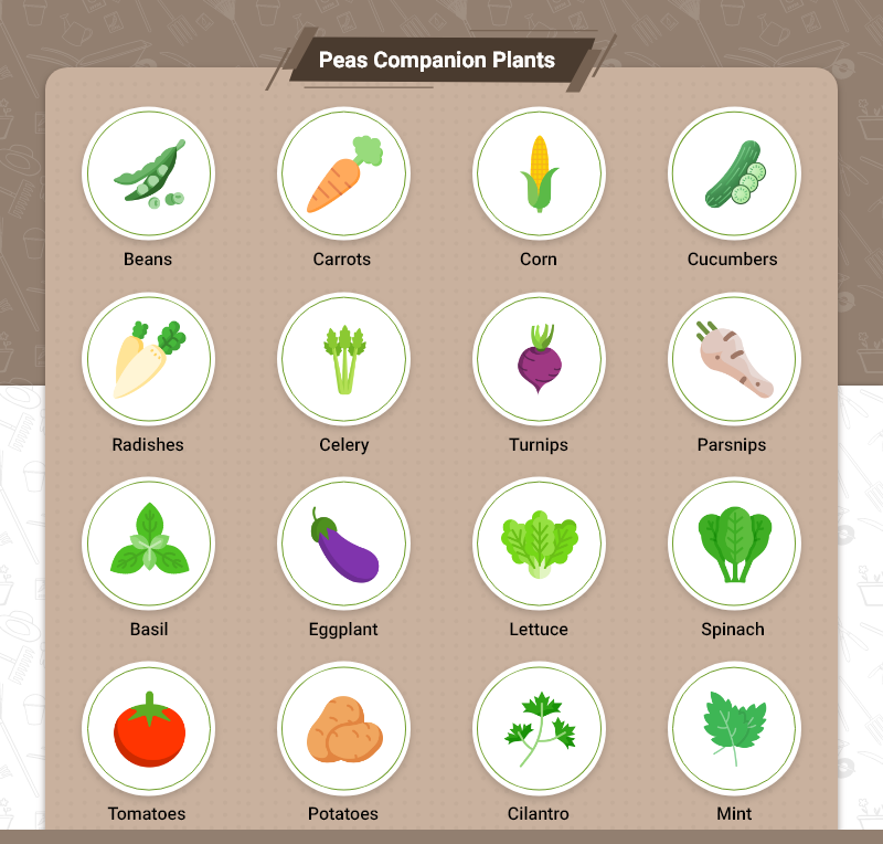 Companion Plants for Peas