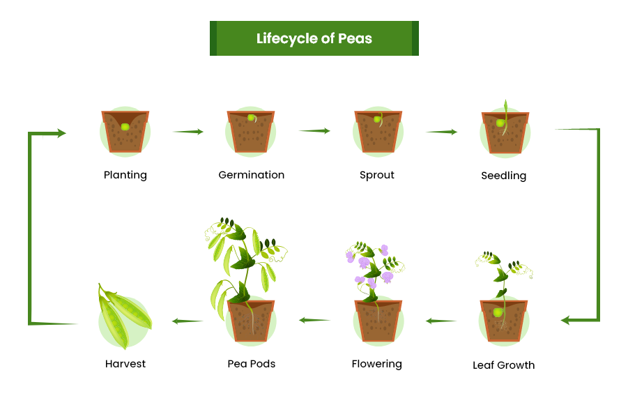 Peas Growing Stages