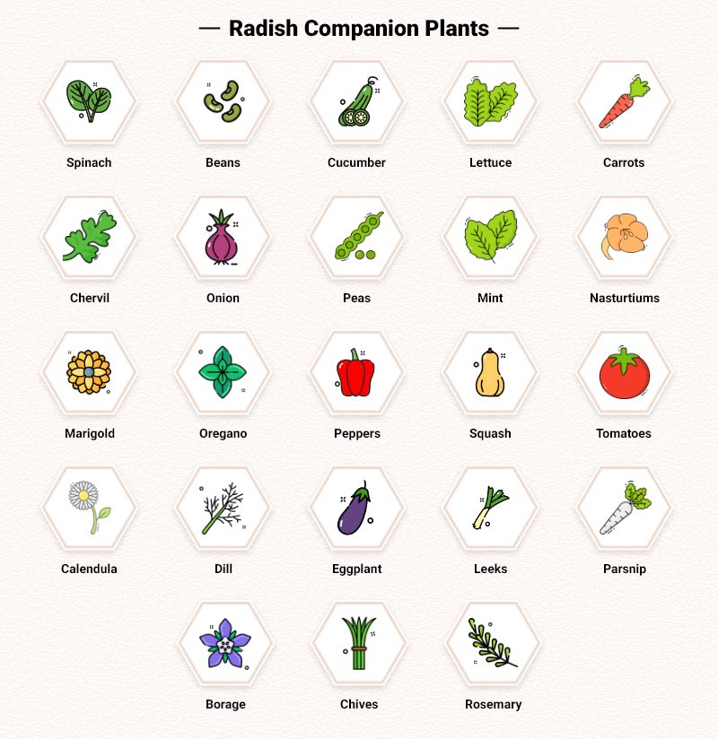 radish companion plants