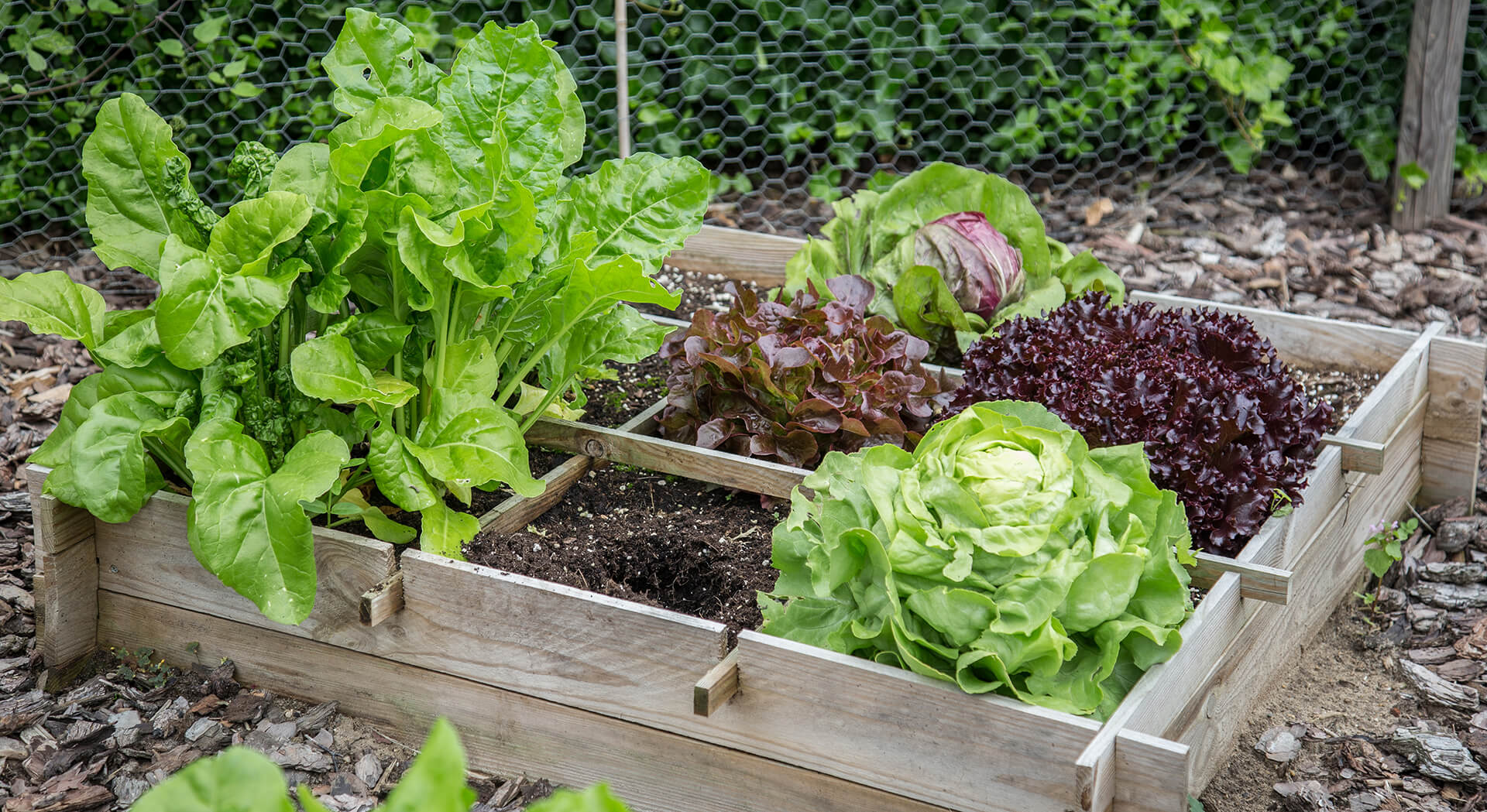Layout tips for vegetable gardens