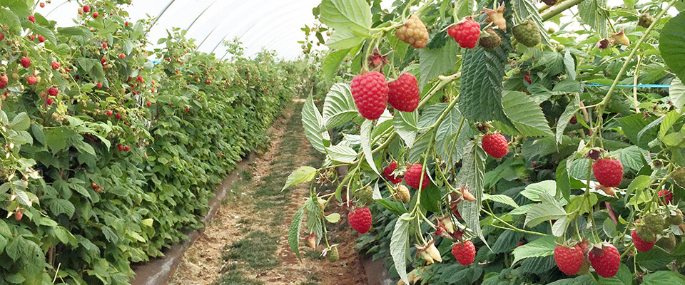 Raspberries in potting soil