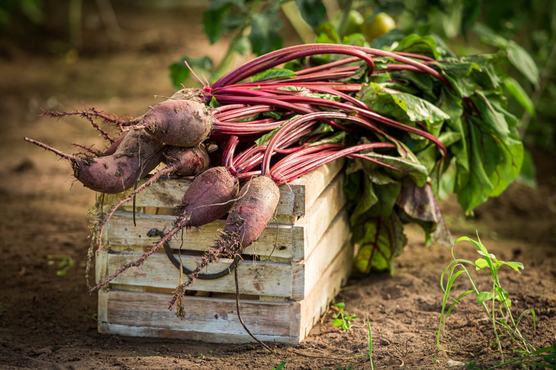 Bunch of beets in harvest - beets growing guide