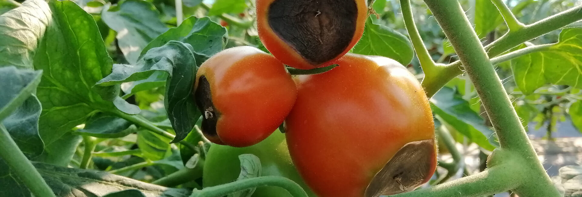 Tomato with blossom end rot - what to do