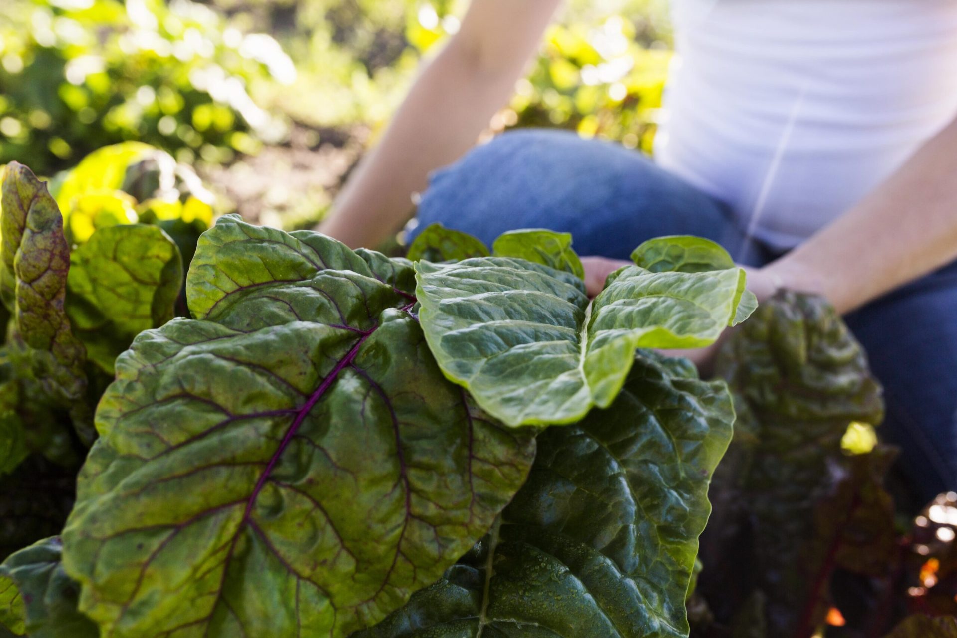 Large chard leaf - chard growing guide