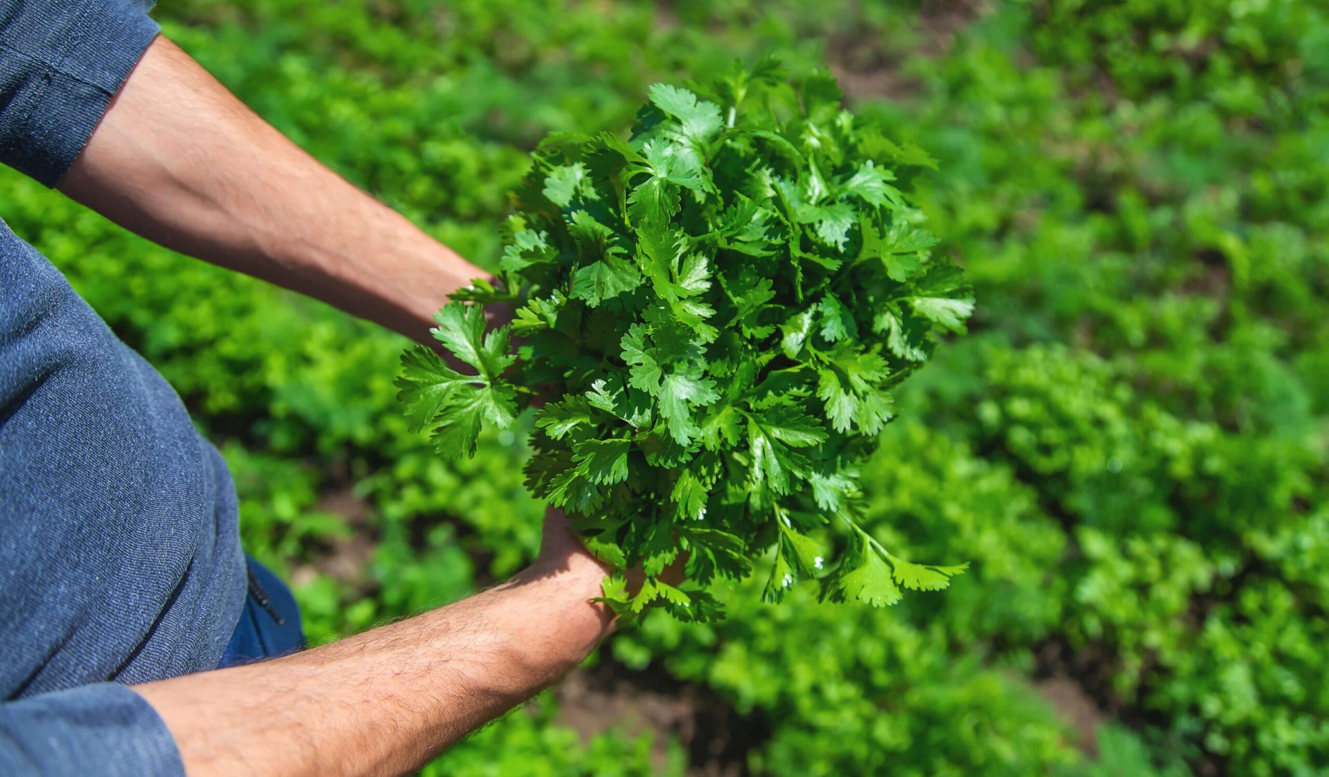 how to grow cilantro