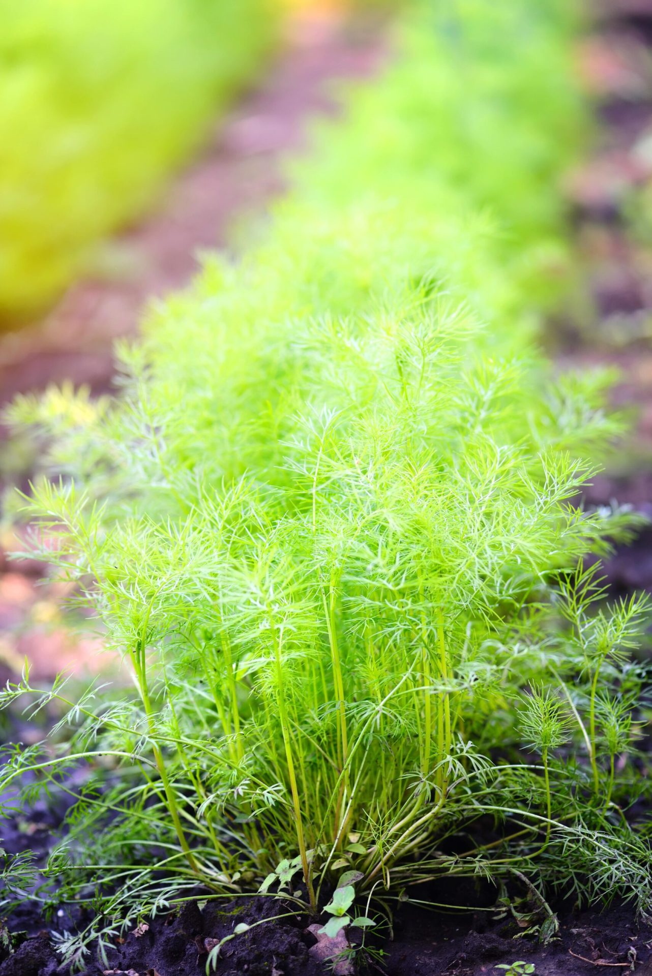 Bunch of dill in garden - dill growing guide
