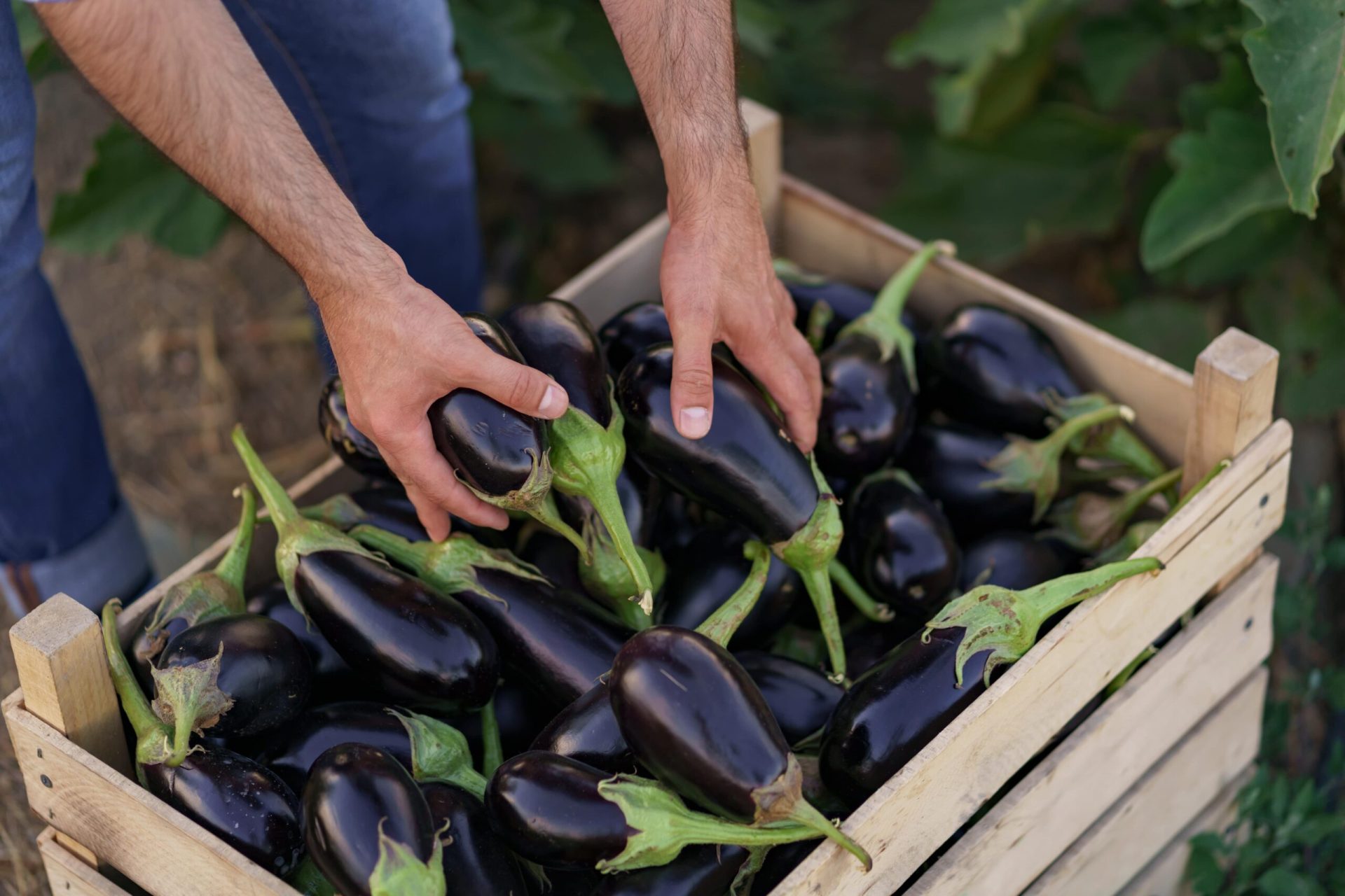 Eggplants in wooden box - eggplant growing guide