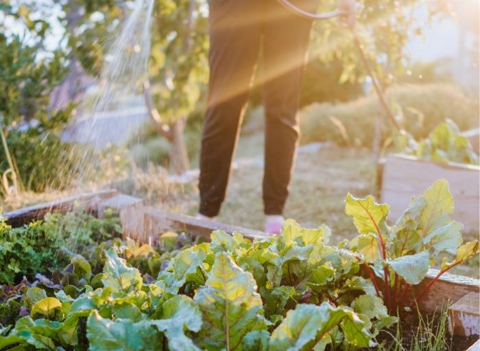 Man water raised bed - flower and vegetable growing guides