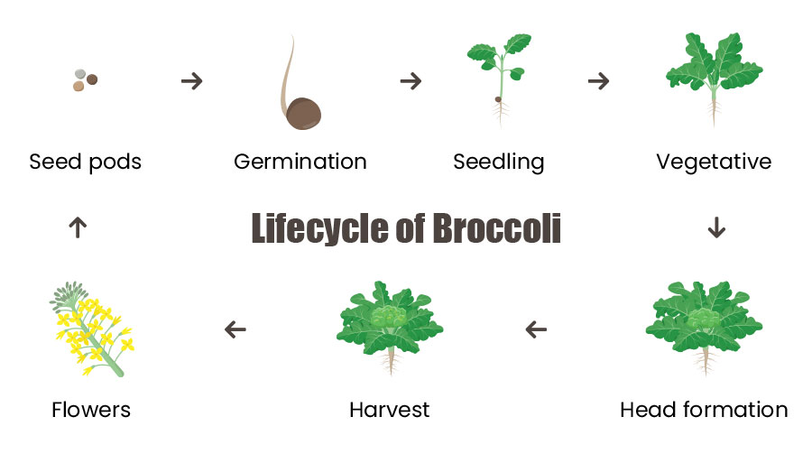 broccoli growing stages